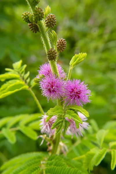 Fiore Ravvicinato Pianta Sensibile Pianta Assonnata Albero Del Touch Mimosa — Foto Stock