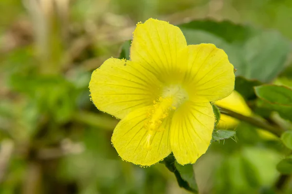 Primo Piano Del Brasile Iuta Malachra Fiore Foglia Gialla Malachra — Foto Stock