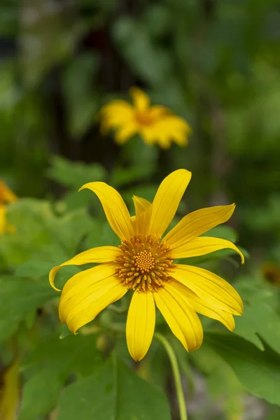 Girasole Messicano Giallo Fiore Tithonia Diversifolia — Foto Stock