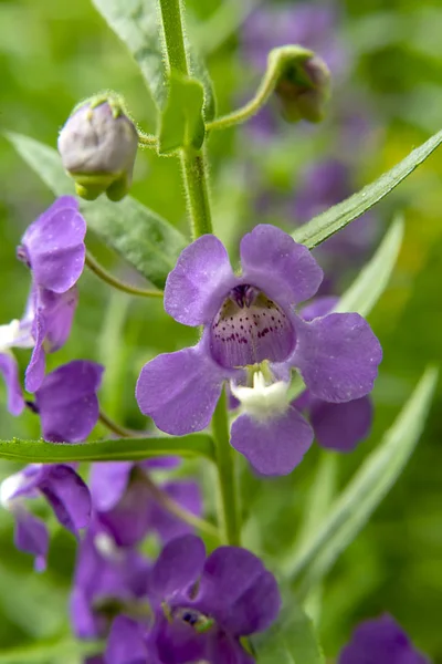 Menekşe Angelonia Goyazensis Benth Çiçek Kadar Kapatın — Stok fotoğraf