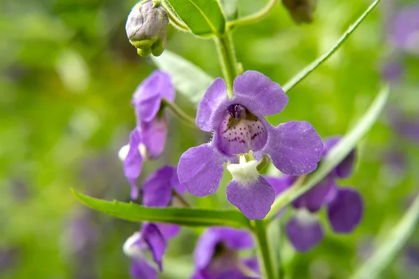 Detailní Záběr Fialové Angelonia Goyazensis Bliznu Květu — Stock fotografie