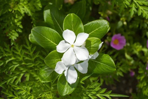 Detail Květu Roseus Léčivé Rostliny Tmavém Pozadí — Stock fotografie