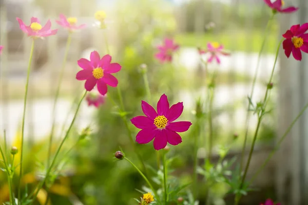 緑ぼかし背景でコスモスの花のクローズ アップ — ストック写真