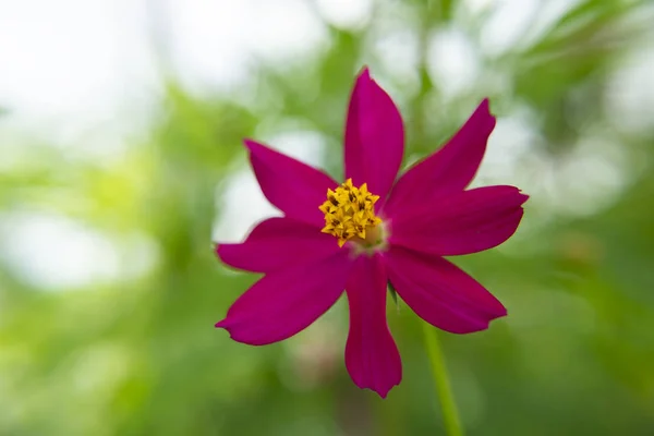 Gros Plan Fleur Cosmos Fond Flou Vert — Photo