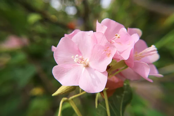 Zavřít Růžová Dombeya Květ Stromě — Stock fotografie