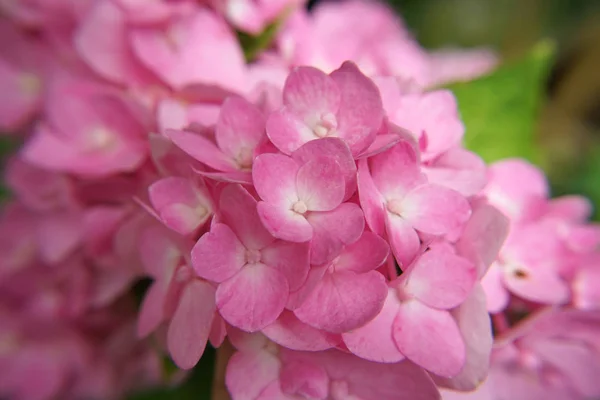 Macro Imagem Close Rosa Hydrangea Flor — Fotografia de Stock