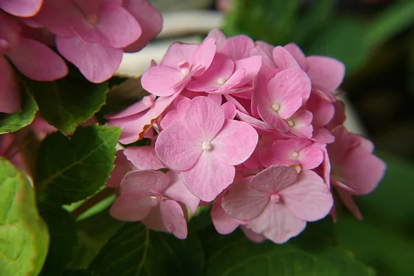 ピンクのアジサイの花をクローズ アップ マクロ画像 — ストック写真