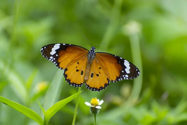Chiudi Farfalla Erba Fiore Con Sfondo Sfocato — Foto Stock