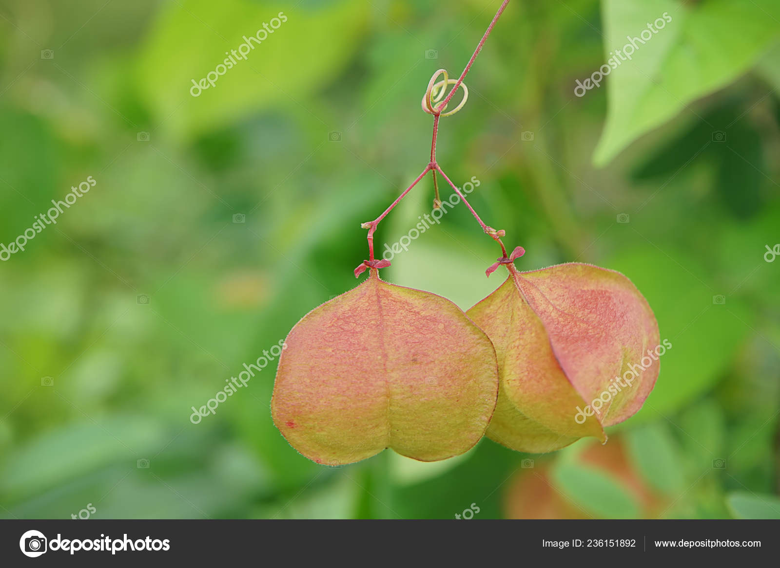 Close Balloon Vine Plant Blur Background Cardiospermum Halicacabum Stock Photo Image By C Noppharat Th Close Balloon Vine Plant Blur Background Cardiospermum Halicacabum Stock Photo Image By C Noppharat Th