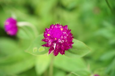 Küre Mor çiçek yakın çekim. (Gomphrena globosa)