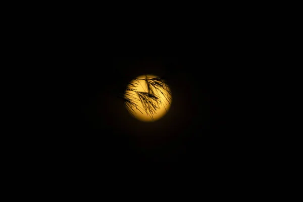 Тень Сосновых Листьев Размытой Оранжевой Луне Ночью — стоковое фото