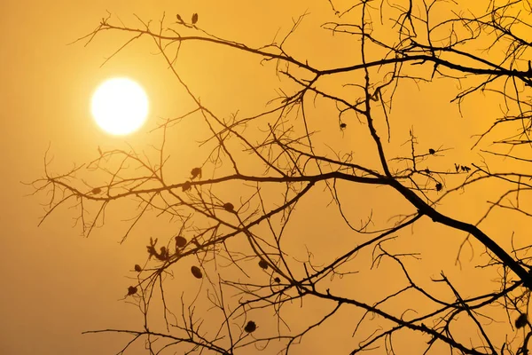 Silueta Rama Con Sol Cielo Naranja — Foto de Stock