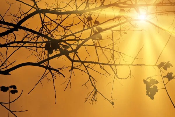 Silueta Větev Slunečního Světla Oranžové Nebe — Stock fotografie