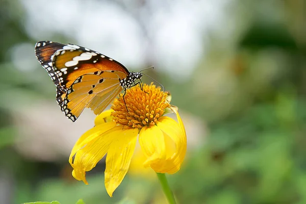 Sarı Meksika Ayçiçeği Veya Tithonia Diversifolia Çiçek Kelebek Ile — Stok fotoğraf