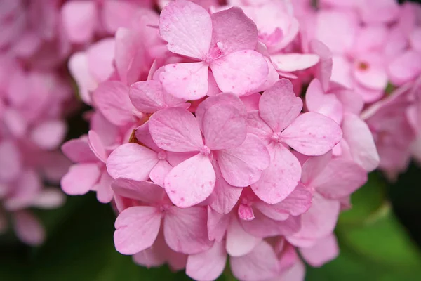 Macro Imagem Close Rosa Hydrangea Flor — Fotografia de Stock