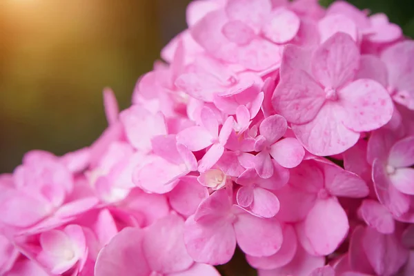 宏观图像 关闭粉红色的绣球花与阳光 — 图库照片