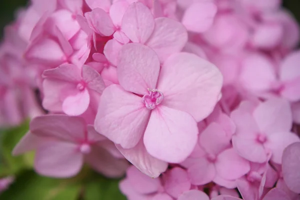 Makrobild Nahaufnahme Rosa Hortensienblüte — Stockfoto