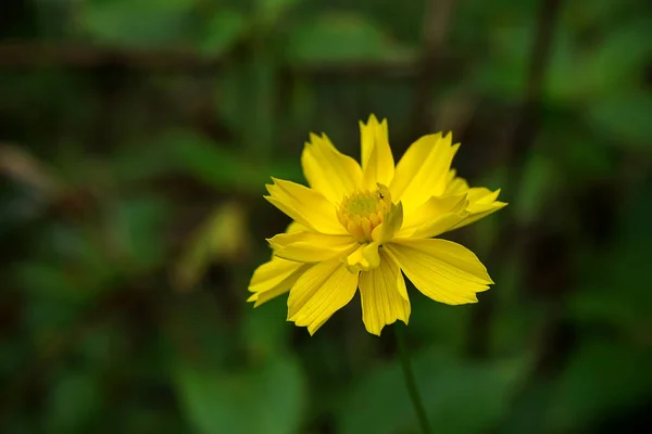 Nahaufnahme Der Gelben Kosmos Blume Dunklen Unscharfen Hintergrund — Stockfoto