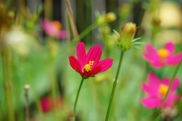 Detailní Záběr Růžové Cosmos Květu Rozostření Pozadí — Stock fotografie