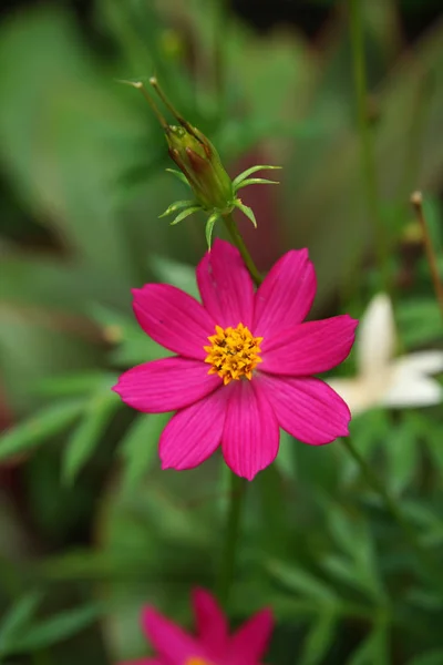 Pembe Cosmos Çiçek Bulanıklık Arka Planda Yakın Çekim — Stok fotoğraf