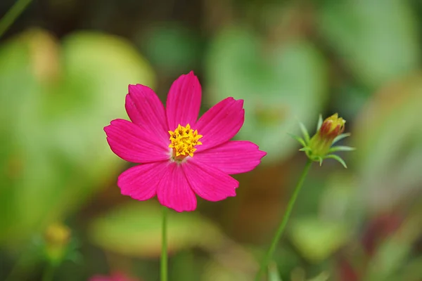 Primer Plano Flor Cosmos Rosa Fondo Borroso —  Fotos de Stock