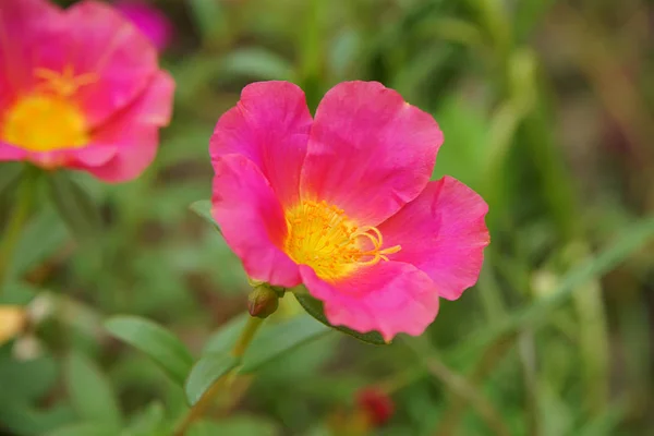 Flor Portulaca Vermelha Amarela Portulaca Oleracea — Fotografia de Stock