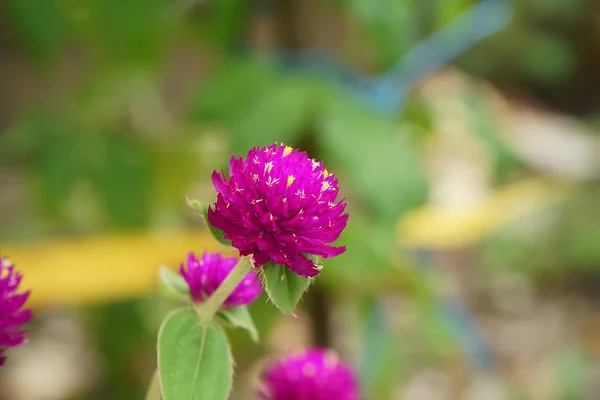 Nahaufnahme Von Globus Amaranth Blume Gomphrena Globosa — Stockfoto