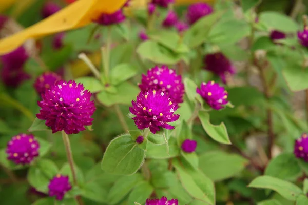 Закрыть Земной Шар Амарант Флауэр Gomphrena Globosa — стоковое фото