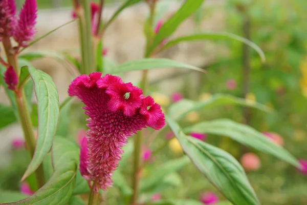 Close Ups Das Flores Cockscomb Jardim Celosia Argentea Var Cristata — Fotografia de Stock