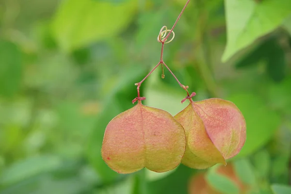 Närbild Ballong Vinstockar Växt Med Oskärpa Bakgrund Cardiospermum Halicacabum — Stockfoto