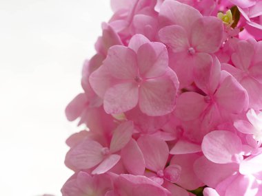 Görüntüyü, pembe ortanca çiçek yakından.