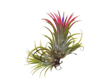 Tillandsia hava bitki çiçek beyaz arka plan üzerinde kapatın.
