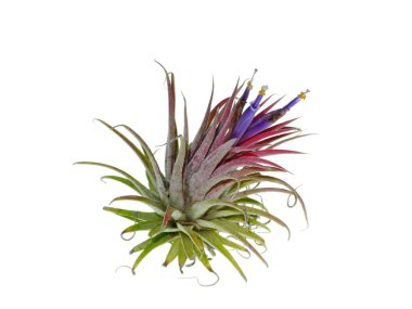 Tillandsia hava bitki çiçek beyaz arka plan üzerinde kapatın.