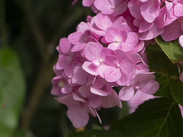 Makro Obraz Bliska Różowy Kwiat Hortensji — Zdjęcie stockowe