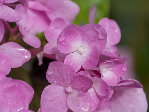 Makro Obraz Bliska Różowy Kwiat Hortensji Kropli Wody — Zdjęcie stockowe