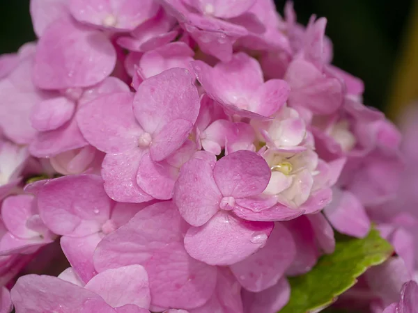 Macro Image Close Pink Hydrangea Flower — Stock Photo, Image