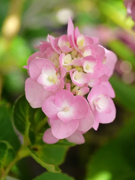 Макро Изображение Закрыть Розовый Цветок Hydrangea — стоковое фото