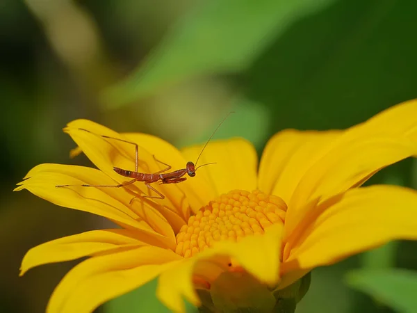 Liten Mantis Gula Mexikanska Solros Eller Tithonia Diversifolia Blomma — Stockfoto