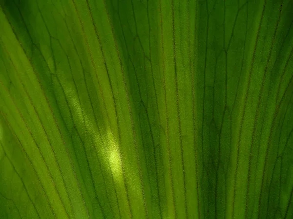 Zblízka Staghorn Fern Texturu Pozadí Platycerium Holttumii Joncheere Hennipman — Stock fotografie