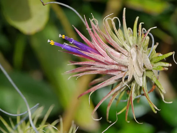 Cerca Planta Aire Tillandsia Con Flor —  Fotos de Stock