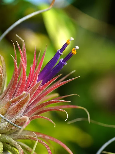 Close Tillandsia Planta Com Flor — Fotografia de Stock