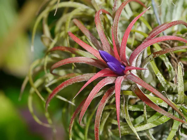 Close Tillandsia Planta Com Flor — Fotografia de Stock