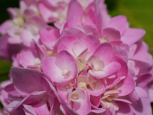 Macro Opname Close Roze Hortensia Bloem — Stockfoto