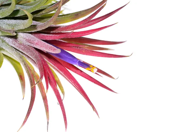 Nahaufnahme Tillandsia Air Plant Mit Blume Auf Weißem Hintergrund — Stockfoto