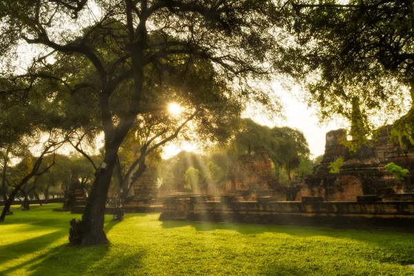 Árbol Luz Solar Antiguo Paisaje Provincia Ayutthaya Una Atracción Turística — Foto de Stock