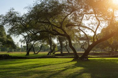 Wat Phra Si Sanphet tapınağı, Ayutthaya antik saray bahçesinde güneş ışığı ile eski ağaç Manzara. Tayland ve dünya mirası şehir bir turistik mi.