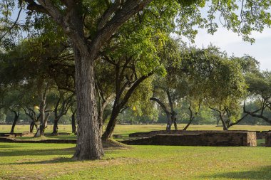 Eski Wat Phra Si Sanphet Tapınağı, Ayutthaya eski Sarayı bahçesinde ağaç manzara. Tayland ve dünya mirası şehirde turist çeken.
