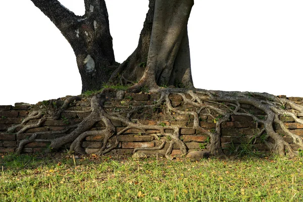 Big Roots Old Brick White Background — Stockfoto