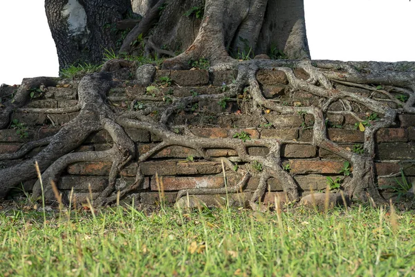 Old Roots Brick Buddhist Temple City Ayutthaya Tourist Attraction Thailand — Stock Photo, Image