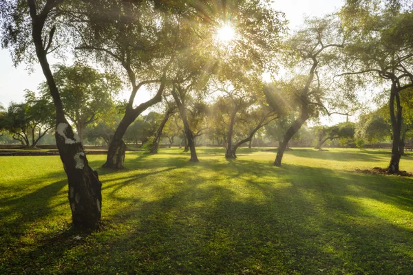 Paysage Vieil Arbre Avec Lumière Soleil Dans Temple Wat Phra — Photo